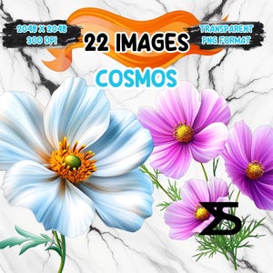Puede incluir: 22 imágenes de flores cosmos en una ilustración digital. Las flores son rosas y blancas sobre un fondo blanco. El texto "COSMOS" está en la imagen.
