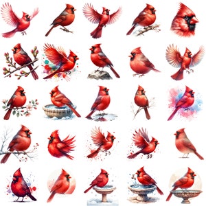 25 aquarel rode kardinaal clipart png's, clipart bundel, commercieel gebruik, digitale download, instant download