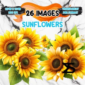 Image PNG de tournesols aquarelle avec fond transparent, lot de tournesolsClipart, usage commercial, téléchargement numérique, téléchargement immédiat