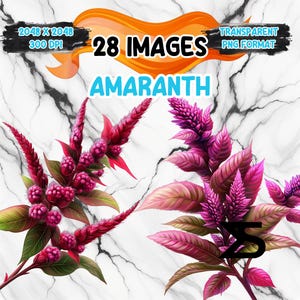 Puede incluir: 28 imágenes de flores de amaranto en una ilustración digital. Las flores son rosas y moradas con hojas verdes. El fondo es una textura de mármol blanco.