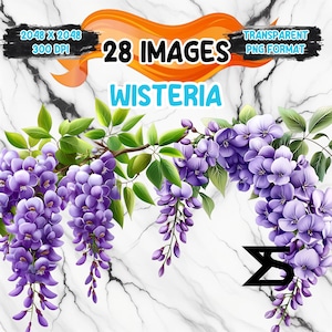 Watercolor Wisteria PNG Image on transparent background, digital Sticker/Scrappbooking , commercial use, instant digital download