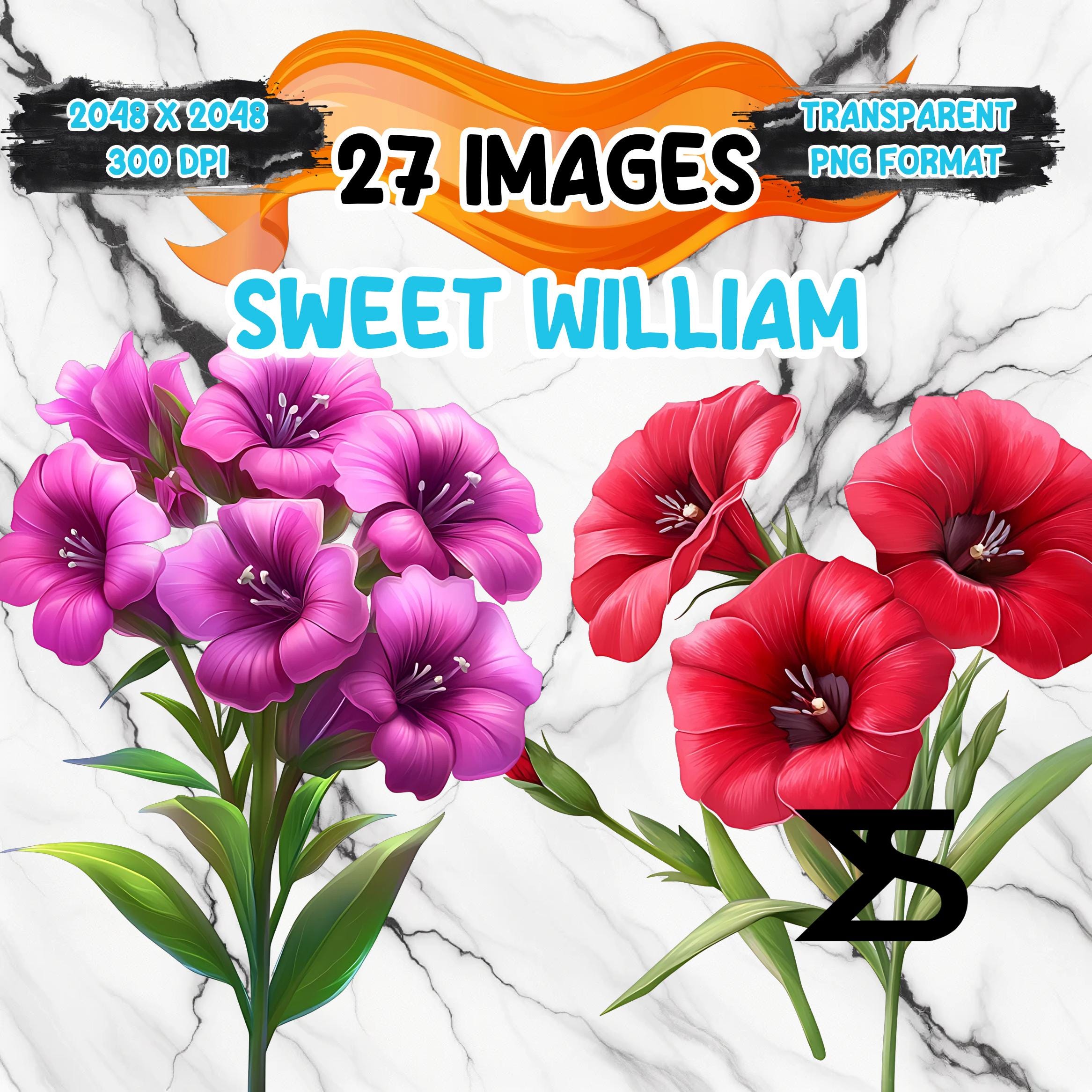 Sweet William Clip Art - Etsy
