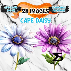 Immagine PNG di acquerello Cape Daisy su sfondo trasparente, adesivo digitale/Scrapbooking, uso commerciale, download digitale istantaneo