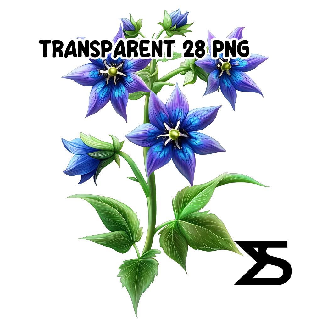 Watercolor Borage PNG Image on Transparent Background, Digital Sticker ...