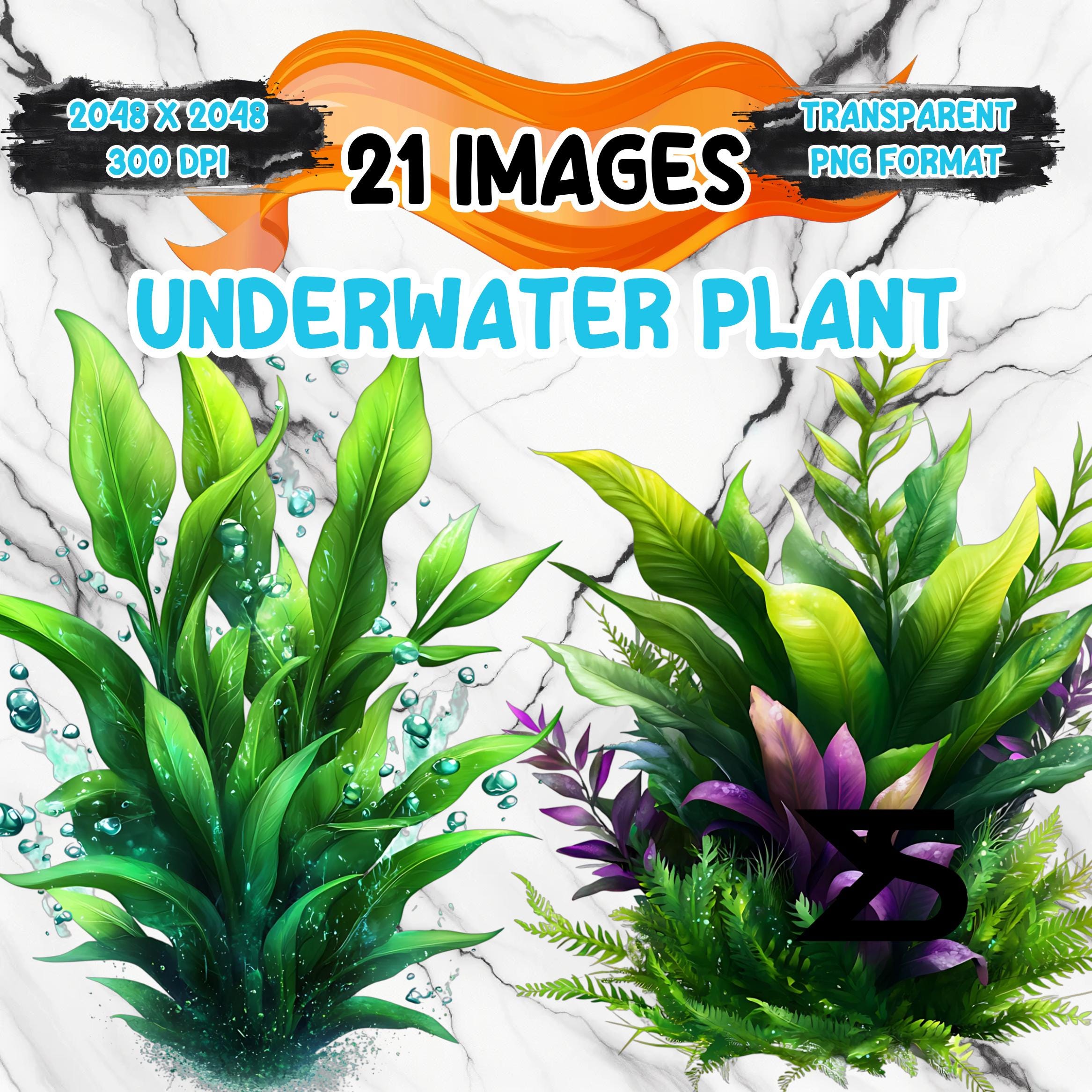 Watercolor Underwater Plant PNG Image on transparent background, digital Sticker/Scrappbooking, commercial use, instant digital download