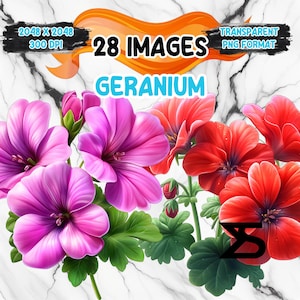 Puede incluir: Una ilustración digital de 28 imágenes de geranios en varios tonos de rosa y rojo. Las flores se representan con detalles intrincados y texturas realistas. La imagen incluye el texto "28 IMAGES GERANIUM TRANSPARENT PNG FORMAT".