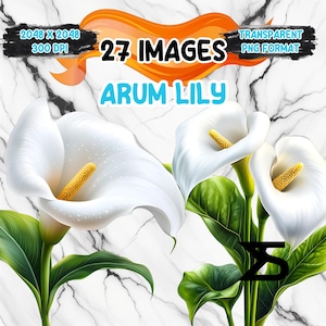 Imagem PNG de lírio de Arum aquarela em fundo transparente, adesivo digital/Scrappbooking, uso comercial, download digital instantâneo