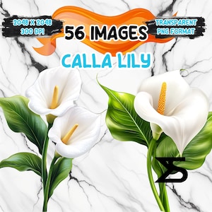Imagem PNG de lírio de calla aquarela em fundo transparente, adesivo digital/Scrappbooking, uso comercial, download digital instantâneo