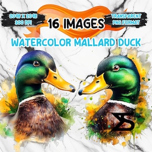 Watercolor Watercolor Mallard Duck PNG Image on transparent background, digital Sticker/Scrappbooking, commercial use,