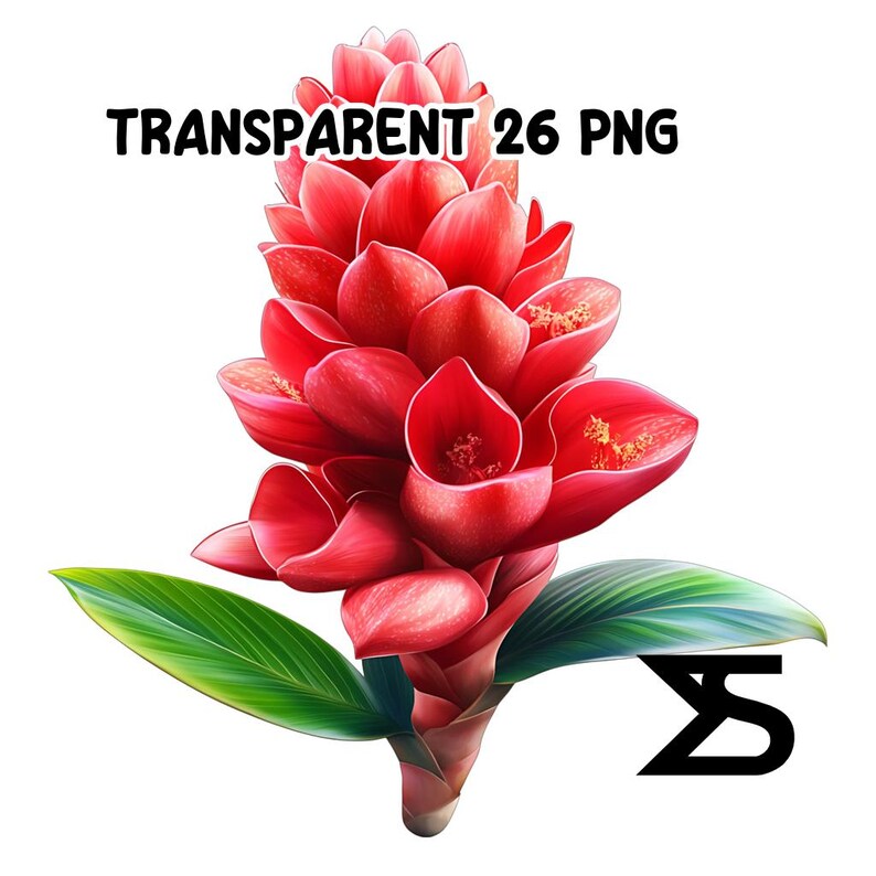 Watercolor Ginger Flower PNG Image on Transparent Background, Digital ...