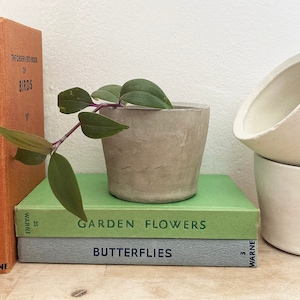 May include: A small green plant in a grey concrete pot sits on top of three books. The books are titled "British Insects", "Birds", "Garden Flowers", and "Butterflies".
