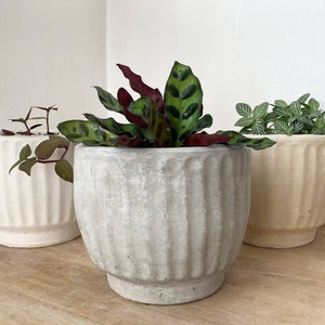 May include: Three potted plants in different coloured concrete planters. The plants are a green and white variegated plant, a red and green variegated plant, and a green leafy plant.