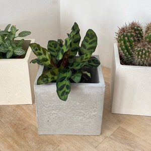 May include: Three square concrete planters in different shades of white, grey, and beige, each containing a different plant. The planter on the left contains a green leafy plant, the middle planter contains a green plant with dark green spots, and the right planter contains a cactus.
