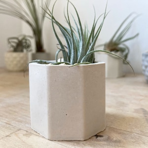 Pode incluir: Um vaso hexagonal de concreto branco com uma planta aérea verde crescendo dentro. O vaso está sobre uma superfície de madeira marrom claro.