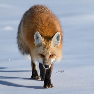 Fox Incoming - Photo Print