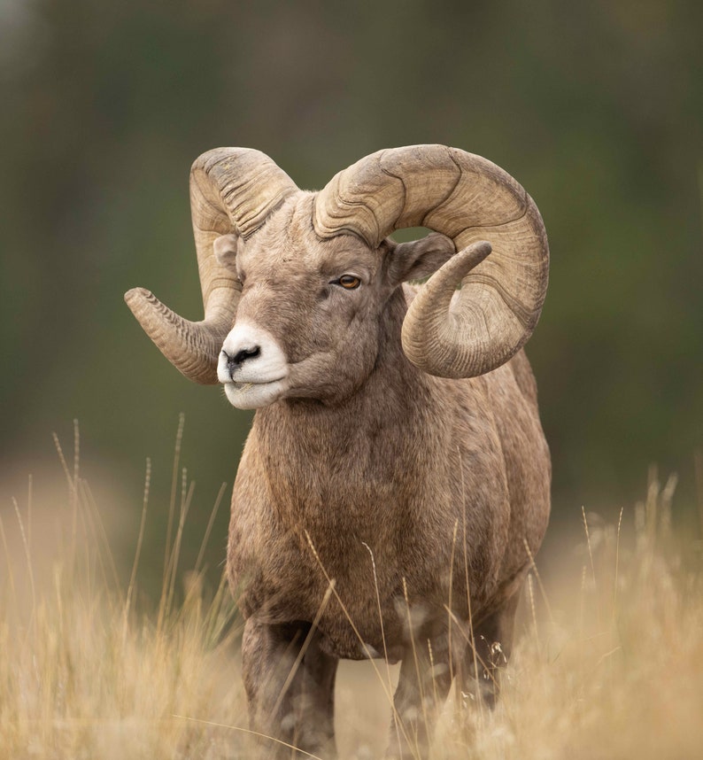 Golden Ram Photo Print image 1