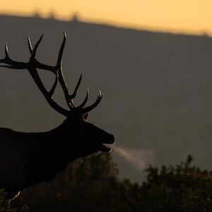 Steamy Breath Elk - Photo Print