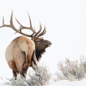 White Out - Elk Print
