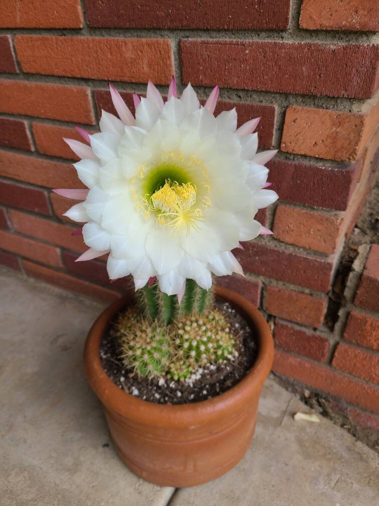 Sun Goddess Cactus Etsy