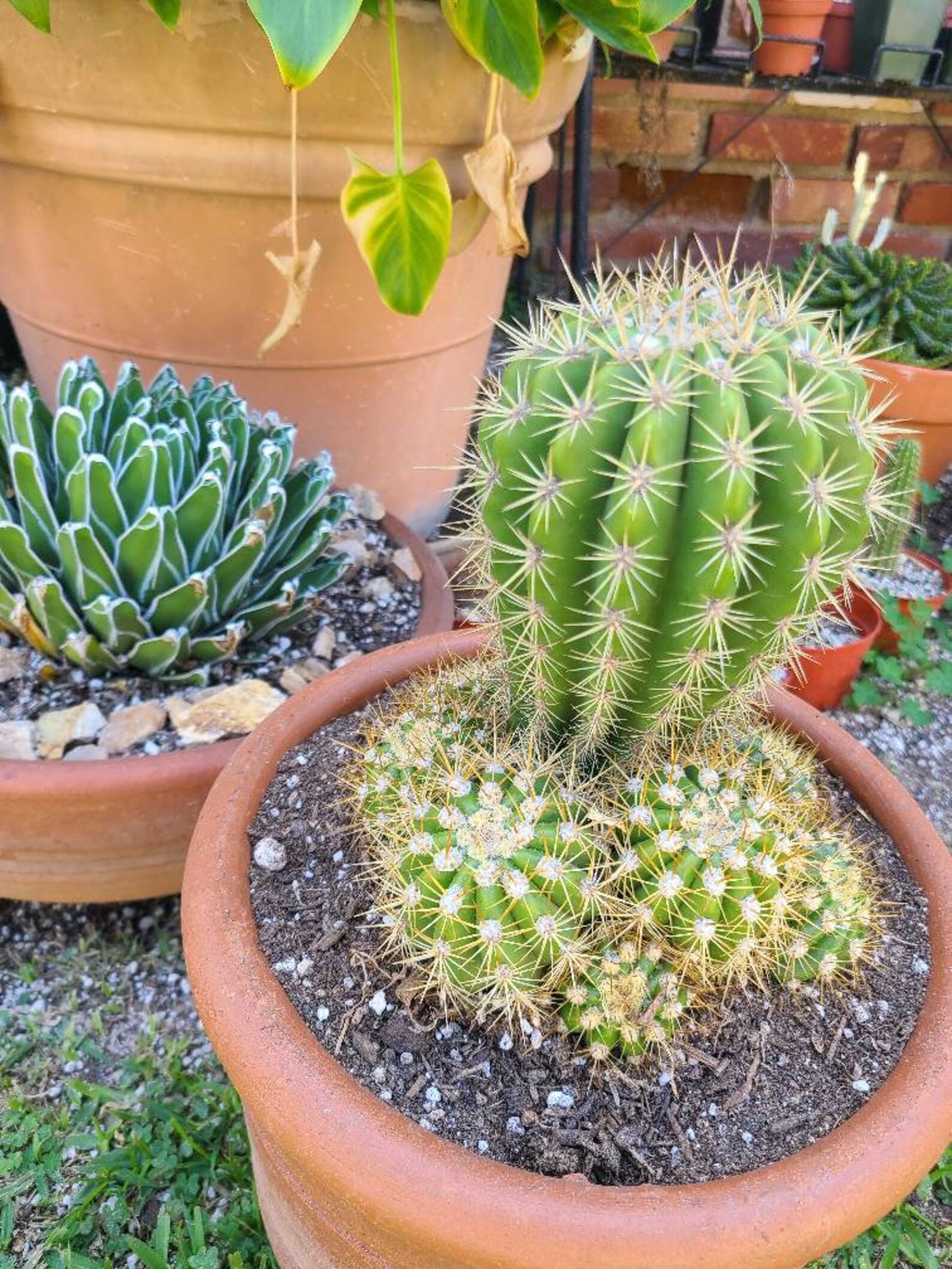 Sun Goddess Cactus Etsy