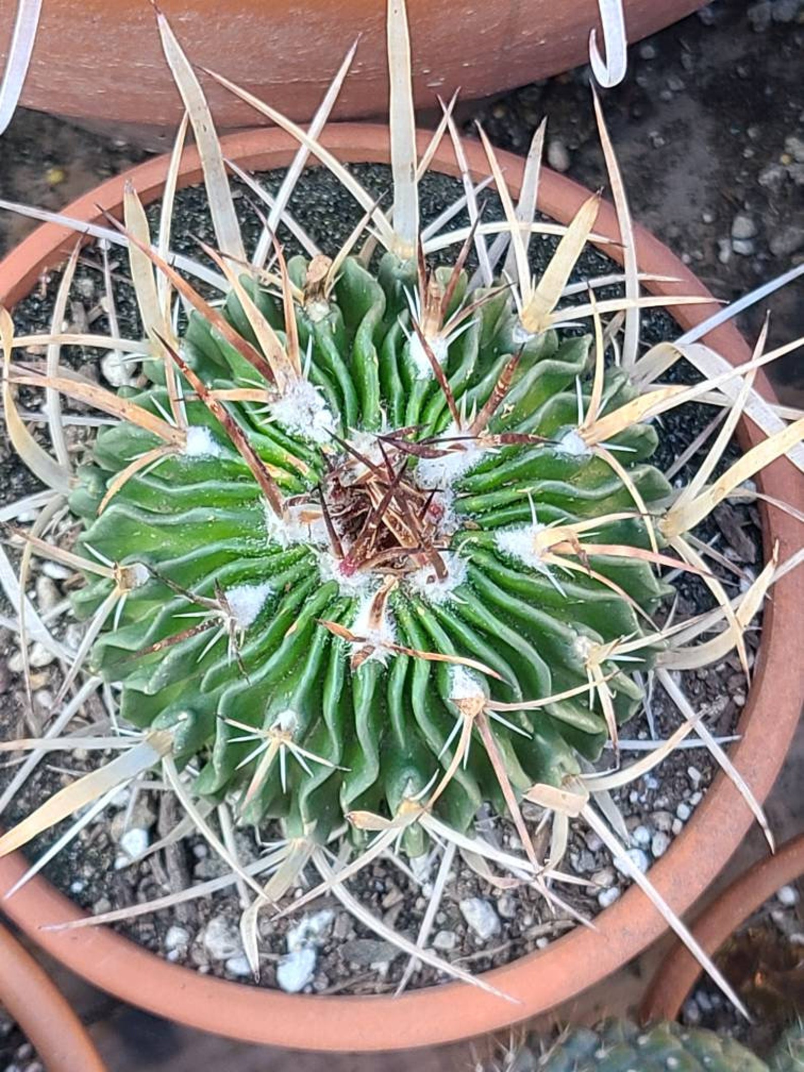 Large Brain Cactus Stenocactus Etsy