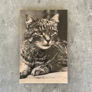 Vintage Squeaky Audio Cat Postcard / Kitty / Meow / Carte Postale / Francja / Rodania / Ephemera / Mid Century / Lata 50. i 60. / Czarny + Biały