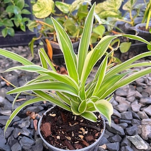 Variagated Spider Plant 4” pot- Easy care houseplant