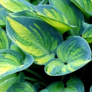 Hosta 'June' / Award-winning hosta / 30 Fresh Seeds From This Famous Hosta / Unique Gift / First-class Shipping Included