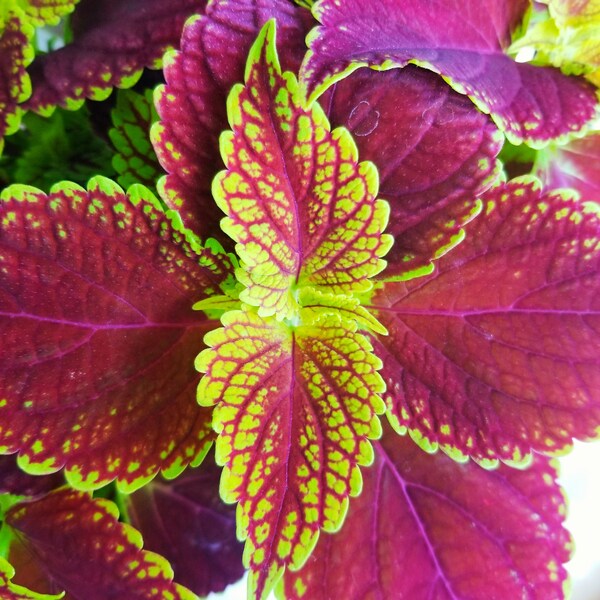 Coleus - Etsy
