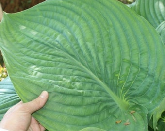 Hosta 'Empress Wu' Seeds / 30 Fresh Seeds From This Famous Giant Hosta / Ready to Sow / Easy Instructions Included