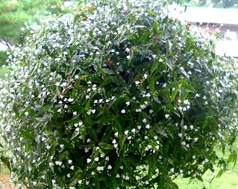 Tahitian Bridal Veil Plant Tradescantia Multiflora 3 Inch Pot Etsy