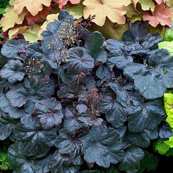 Heuchera 'Obsidian' / Rich Shiny Dark Foliage / Easy to Grow! / Looks Great in Containers and with Hostas / Priority Shipping Included