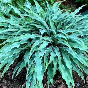 Hosta &#39;Silly String&#39; / WOW! That&#39;s a Hosta?! / 2 to 3 Plants Per Pot / Very Unique Looking Hosta/Priority Shipping Included