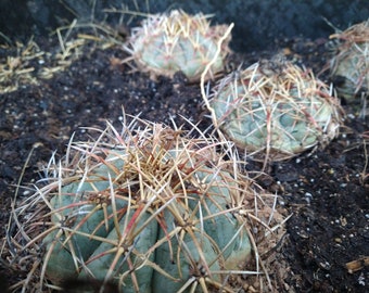 eagle claws cactus (Echinocactus horizonthalonius)