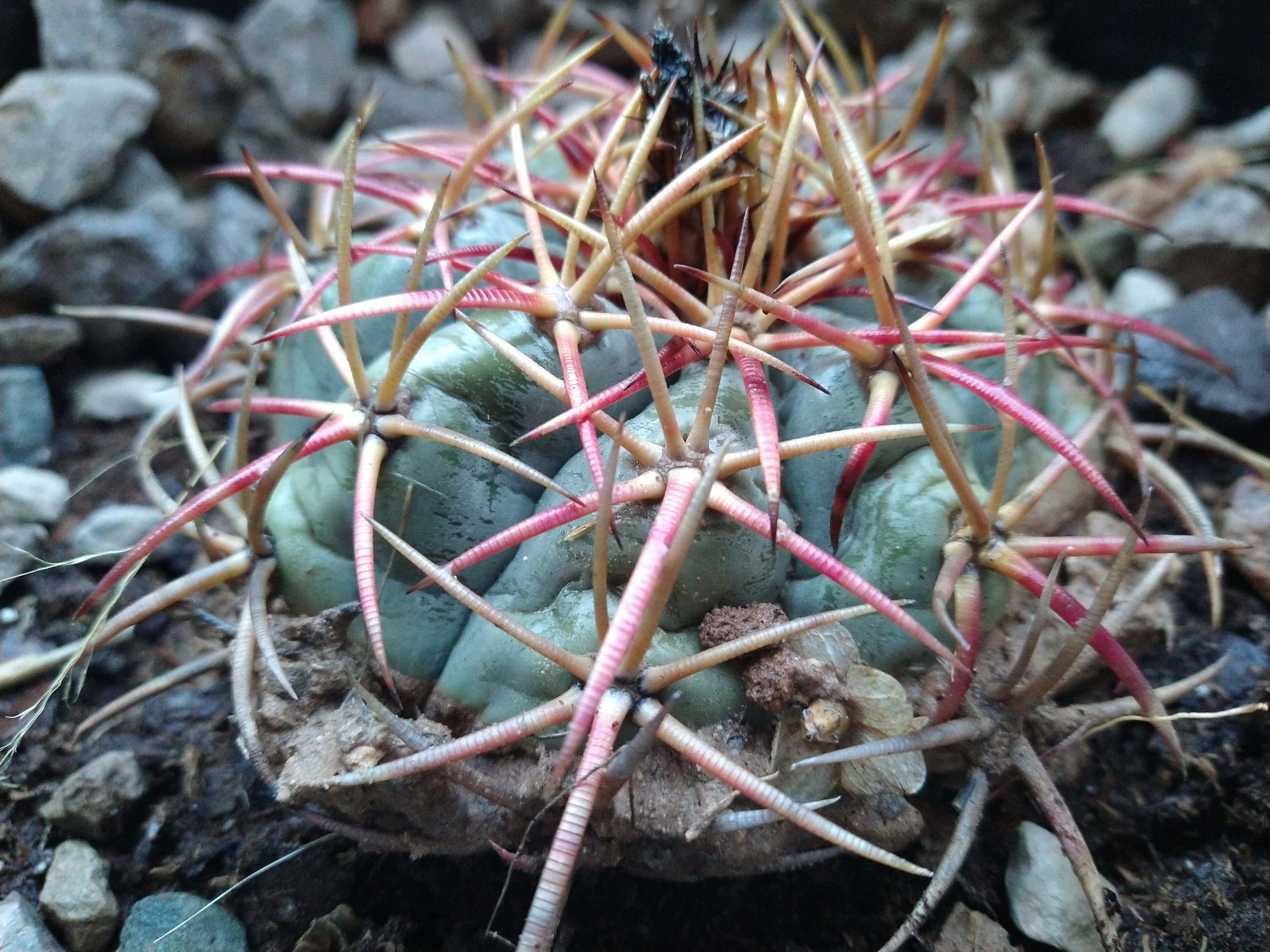 Horse Crippler Cactus echinocactus Texensis Etsy