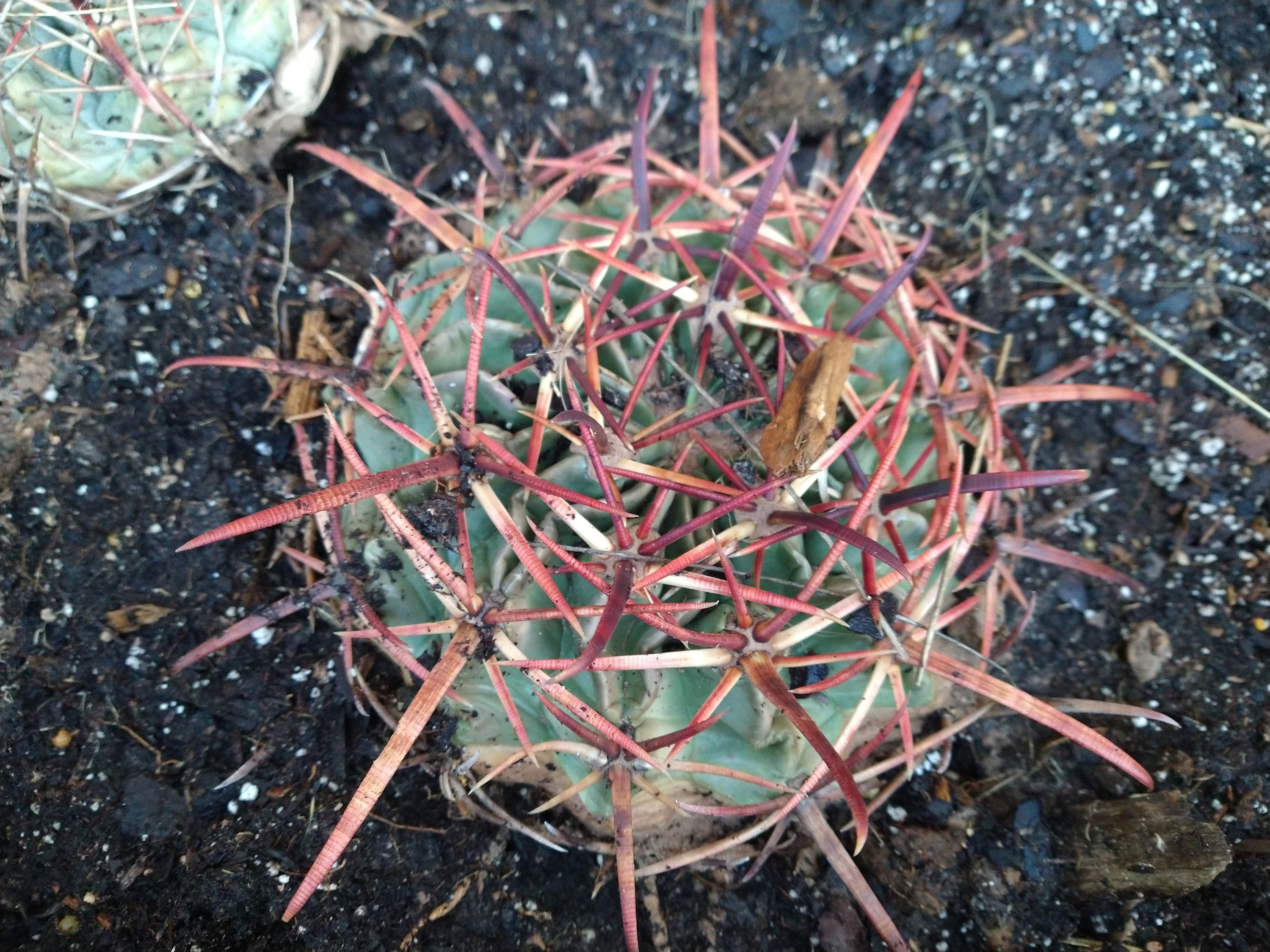 Horse Crippler Cactus echinocactus Texensis Etsy
