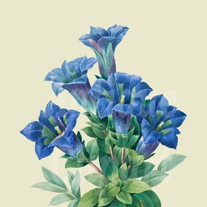 Botanical Illustration "Trumpet Gentian" Old Printable Digital Download PNG & JPEG Images for Crafts, Invitations, Collages…