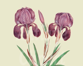 Botanical Clipart, Vintage Printable Image "Purple Iris" Digital Download for Crafts, Wall Art, Collages, Transfers, Scrapbooking...