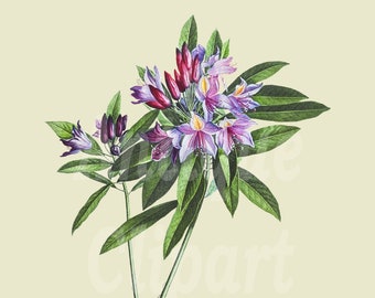 Vintage Flower Clip Art "Pontic Rhododendron" Botanical Illustration Digital Download Image for Invitations, Crafts, Collages, Wall Art...