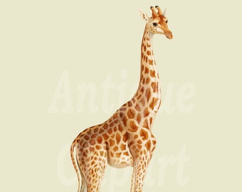 Vintage ClipArt Bild "Giraffe" Digital Download Illustration PNG & JPG Dateien für Scrapbook, Sublimation, Transfers, Collagen...