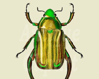 Beetle Digital Clipart "Chrysina Macropus" Vintage Image for Prints, Crafts, Wall Art, Collages, Transfers, Scrapbooking, Invitations…