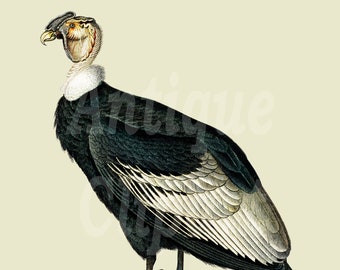 Bird Clipart, Digital Download Image "Andean Condor" PNG / JPG Images for Collages, Decoupage, Scrapbook, Prints...