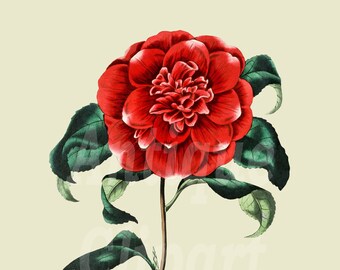 Botanical Illustration PNG + JPG Image "Crimson Camellia" Digital Download for Wall Art, Decoration, Decoupage, Scrapbook...