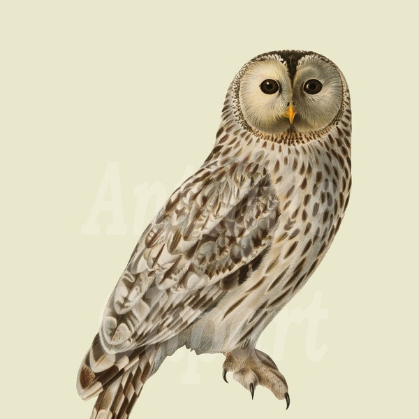 Printable Animal Art "Ural Owl" Digital Download, Vintage Image for Wall Art Prints, Invitations, Scrapbook, Collages, Crafts…