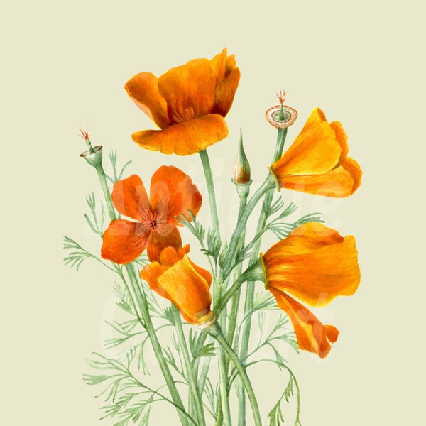 Flower Clip Art "California Poppies" Botanical Illustration Download Image for Wedding Invitations, Scrapbook, Wall Art, Collages, Crafts...