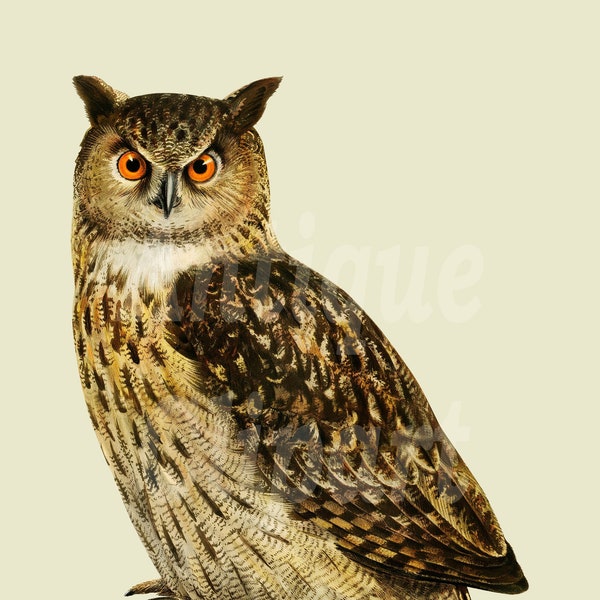 Digital Download "Eurasian Eagle Owl" Vintage Illustration PNG / JPG Images for Crafts, Invitations, Collages...