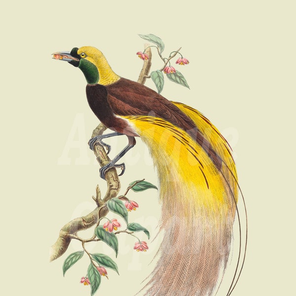 Birds Clipart "Bird of Paradise" Botanical Illustration Digital Download Image for Scrapbook, Wall Decor, Crafts, Decoupage, Invites…
