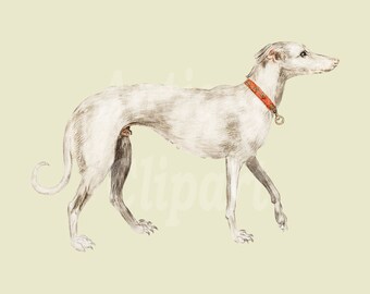 Greyhound Clipart Etsy