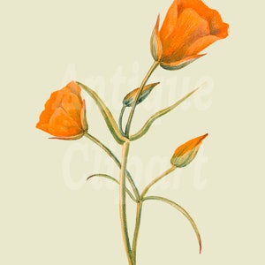 Botanical Illustration, Flower Clipart "Mariposa Lily" Vintage Art Printable PNG / JPG for Invitations, Crafts, Decoupage, Decor...