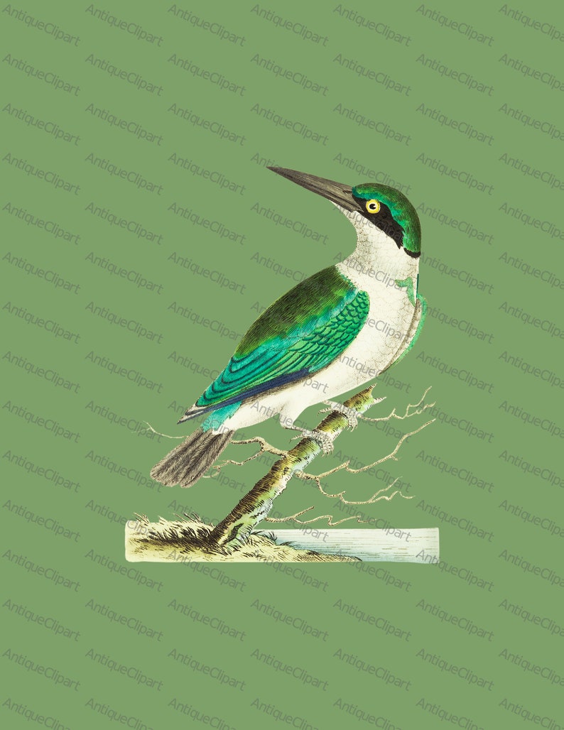 Vintage Bird Clipart green Headed Kingfisher Vintage Bird Illustration ...